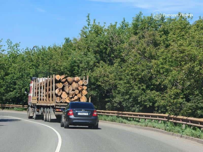 В Свердловской области проверили лесоматериалы и экспорт подкарантинной продукции