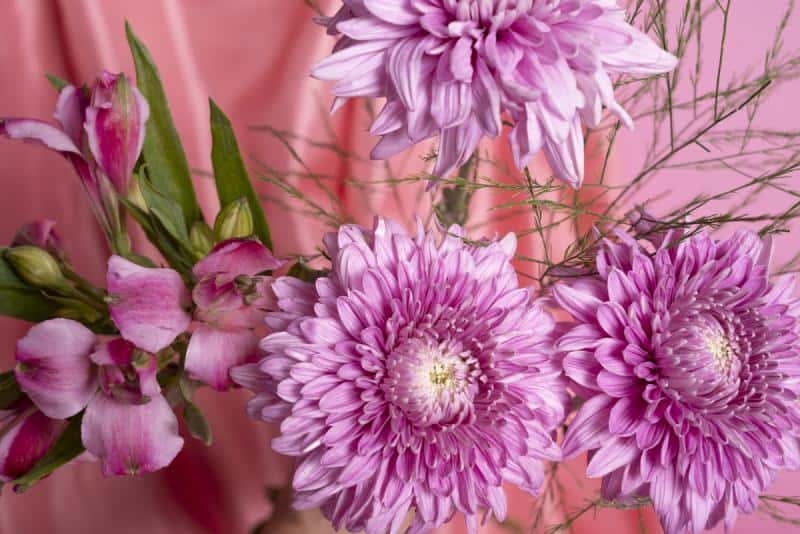 Белая ржавчина на хризантемах — инспекторы не пустили заражённые цветы в Свердловскую область