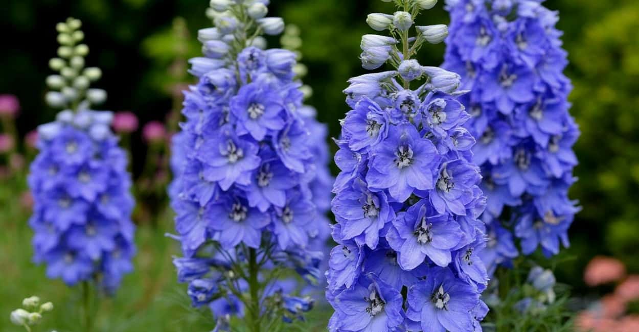 Посейте в апреле этот сказочный многолетник — в июне сад накроет волной синего кружева: до 80 цветков в соцветии