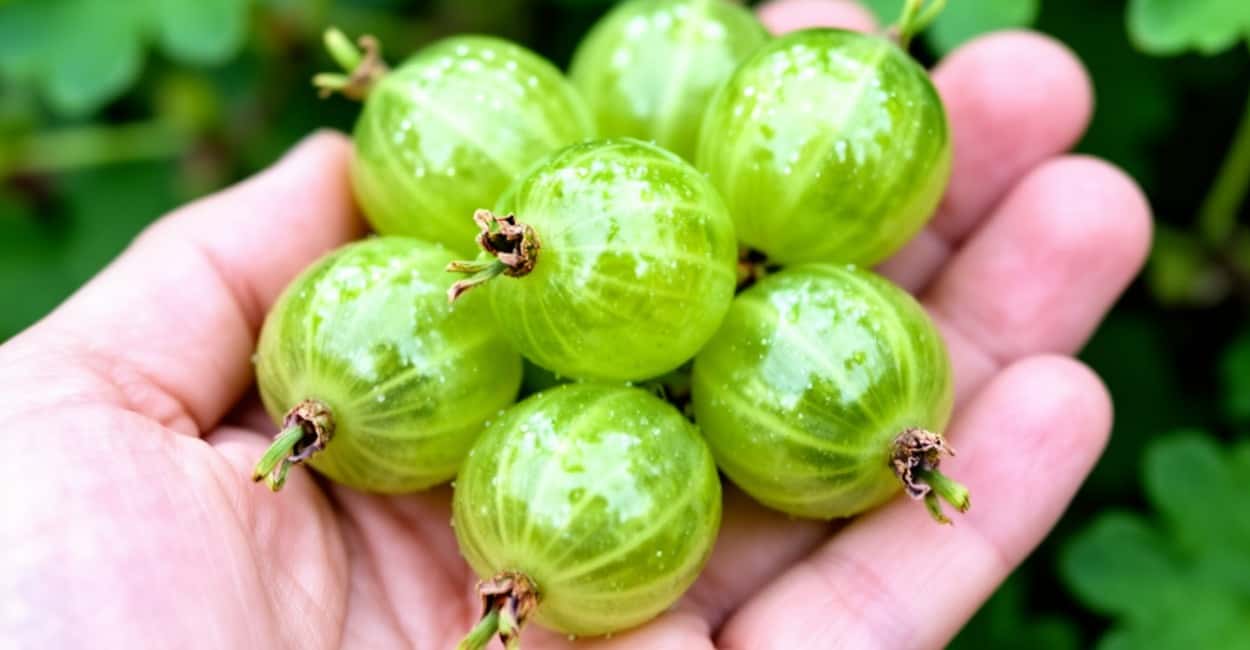 1 стакан лью под куст — и кислый крыжовник становится слаще мёда: одна подкормка решает всё