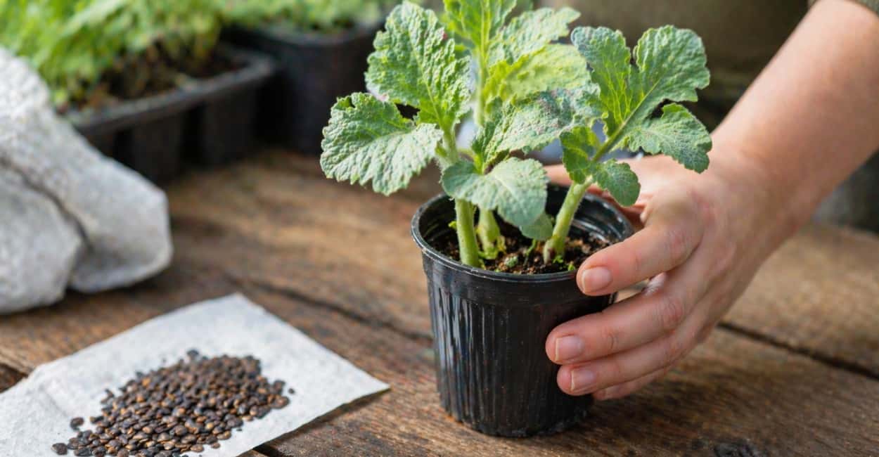 Сею 4 сорта арбузов на рассаду до 20 апреля — через месяц получаю крепкие завязи и коренастые стебли