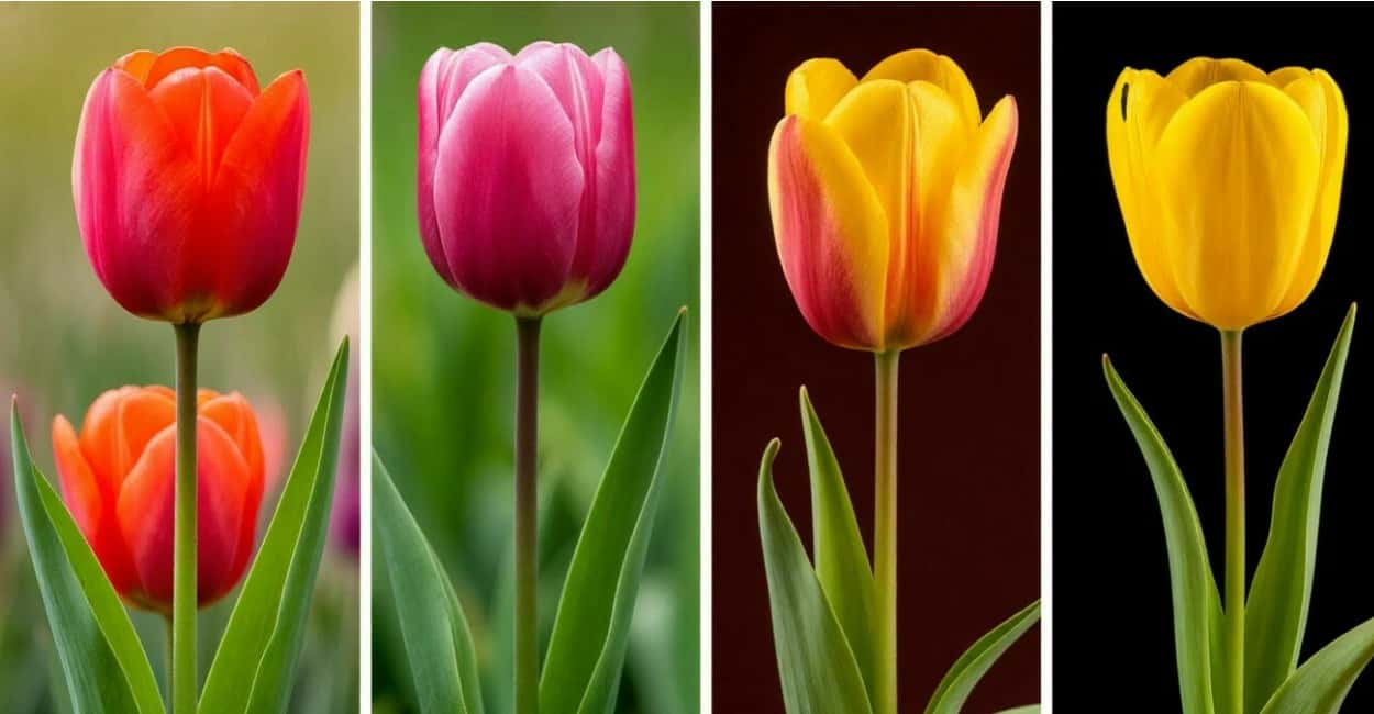 Выберите 1 тюльпан — узнаете, какая вы женщина: психологический тест на архетип женственности