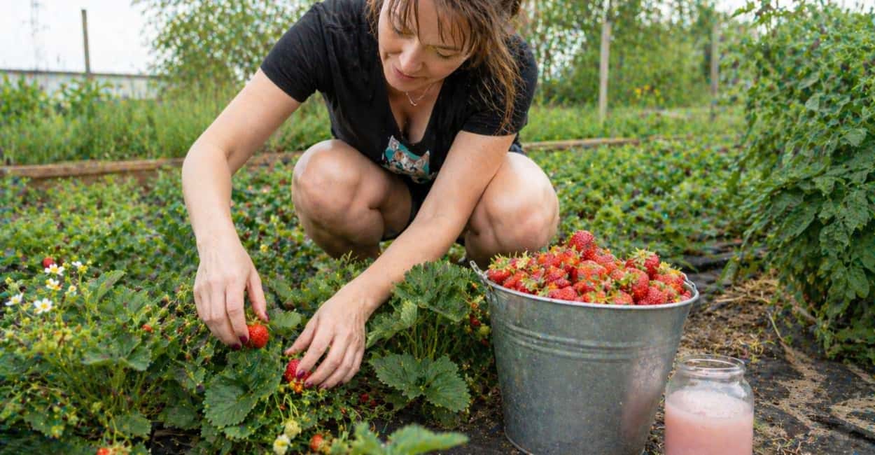 Клубника разродится как ковёр: разливаем по грядке в апреле — ягоды по 50 грамм, собираем каждый день