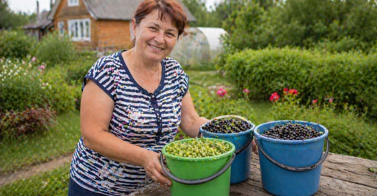 Смородина и крыжовник слаще меда: в нужное время даю 3 простые подкормки — урожай прет без хлопот