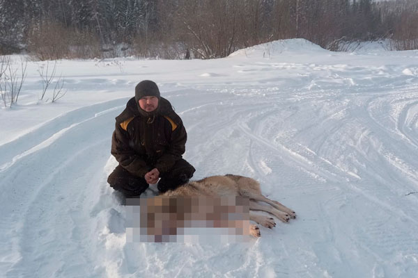 Уральский манси в лютый мороз вынужденно добыл волка — тот стал таскать собак и жить людям спокойно не давал