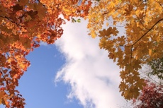 Успевайте! Бабье лето в Екатеринбурге всего на неделю Успевайте! Бабье лето в Екатеринбурге всего на неделю