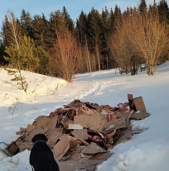 На Урале нашли свалку с костями животных