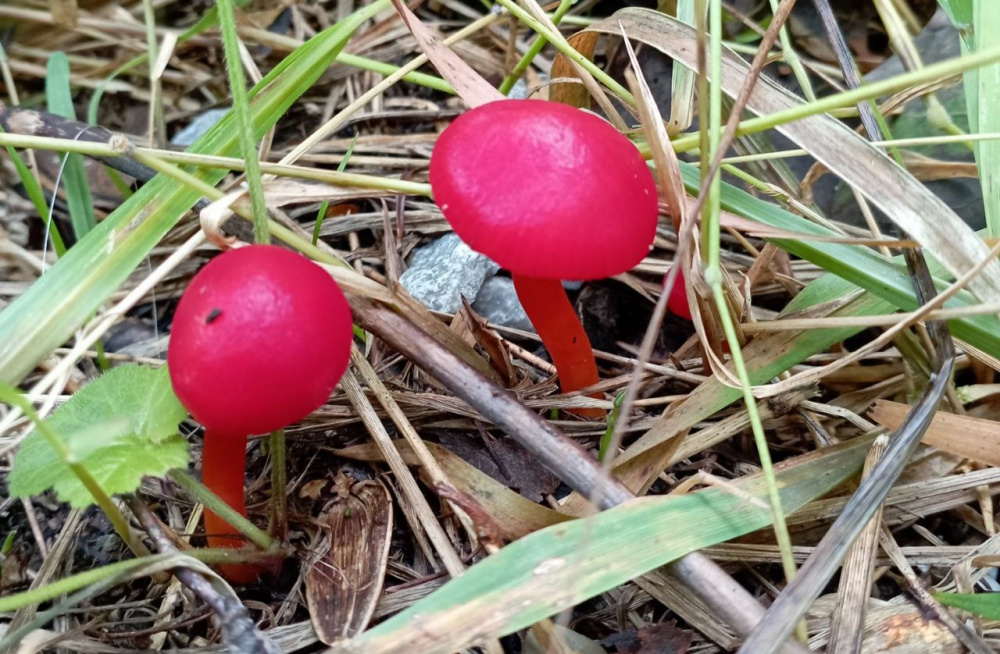 Грибники стали находить уникальный красный гриб  | На Урале появились красные грибы 
