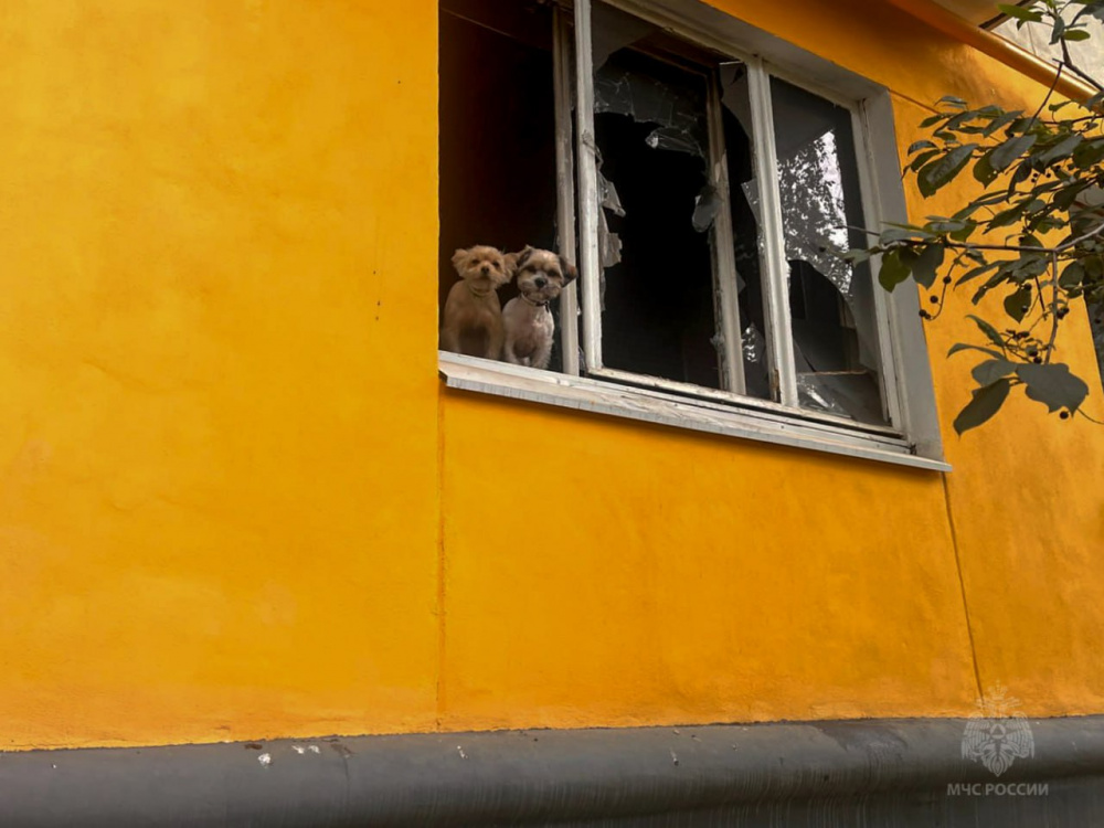 В Первоуральске из пожара спасли хвостатый квартет | На Урале из горящей квартиры спасли кошек и собак