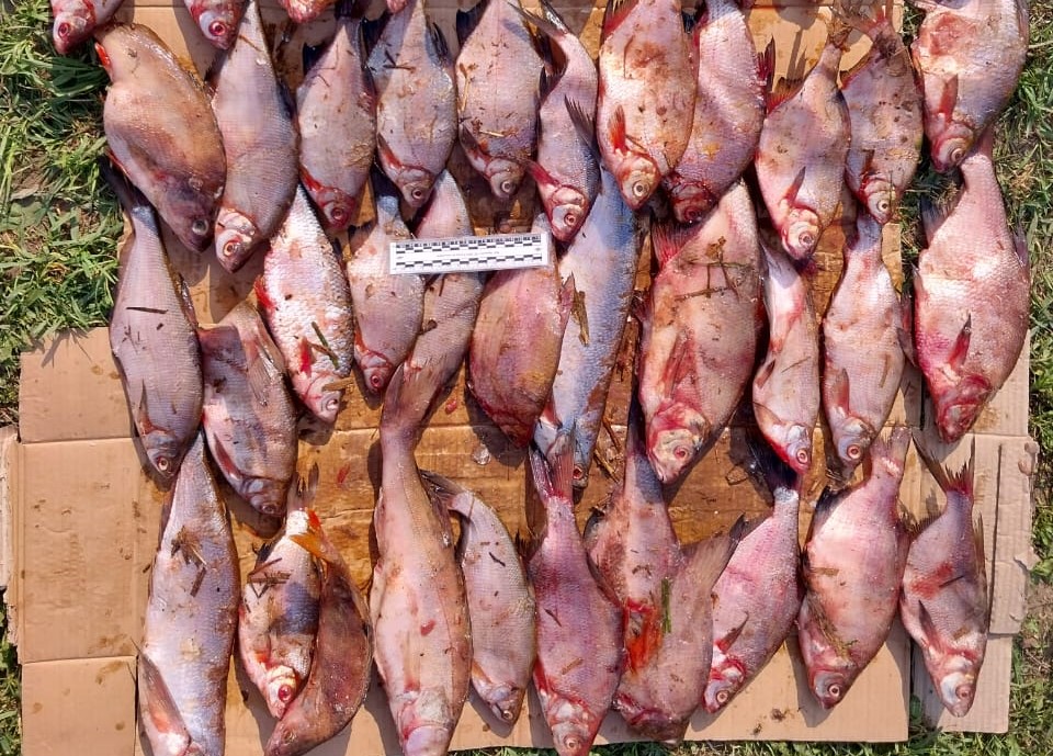 В Перми поймали двоих браконьеров, ловивших рыбу сетью  | Два жителя Перми попались на браконьерской ловле рыбы 