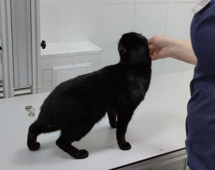 Жители Первоуральска нашли кота с обрезанными ушами, без хвоста и с пулей в бедре  | В Первоуральске неизвестные изучечили кошку 