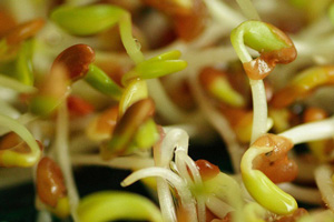 Биогенная еда предотвращает разрушение ДНК