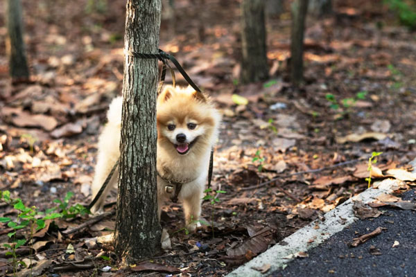 Полиция нашла водителя, который издевался над шпицем в Златоусте