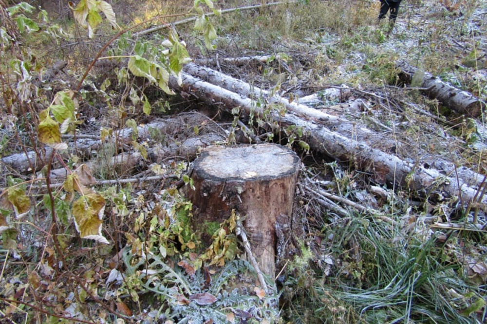 Нарубили на 23 млн рублей — двое пермяков идут под суд за рубку леса  | В Прикамье двое мужчин отданы под суд за рубку леса на 23 млн рублей 