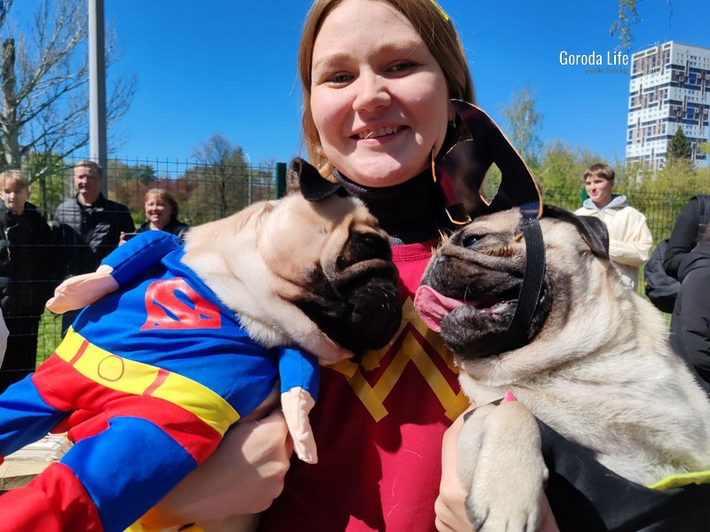 В Екатеринбурге устроили карнавал для мопсов. Невероятно ми-ми-мишный репортаж | Мопсопрогулка в парке Чкалова: Феерический карнавал с милыми пушистиками и креативными костюмами