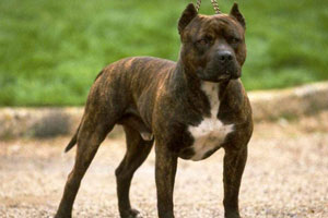 Хозяйку собаки-агрессора из Нижнего Тагила арестовали