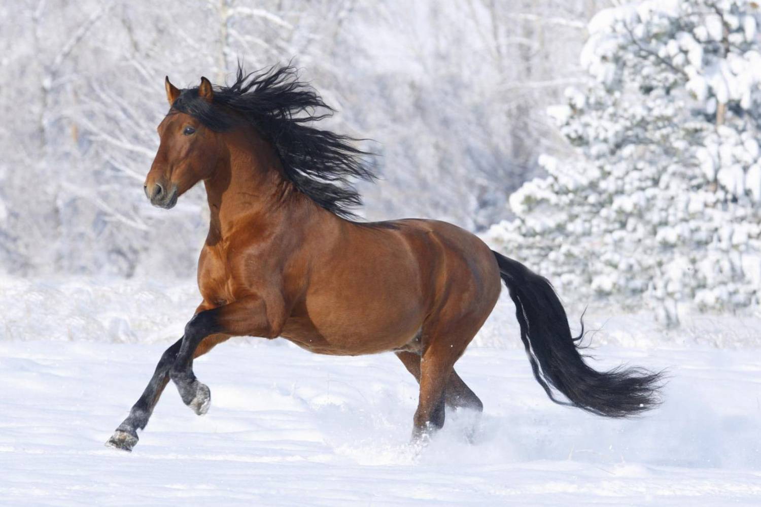 Дикая страсть недоброй феи