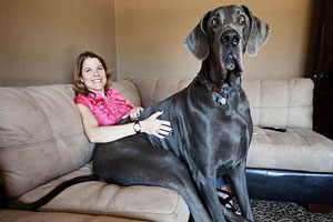 В США скончался самый крупный пес