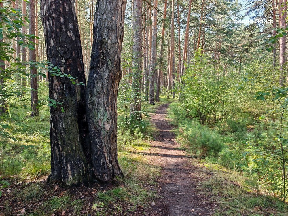 Запрещены костры, палы и сжигание остатков: что изменилось для жителей | Глава региона Денис Паслер сообщил о старте пожароопасного сезона в Свердловской области