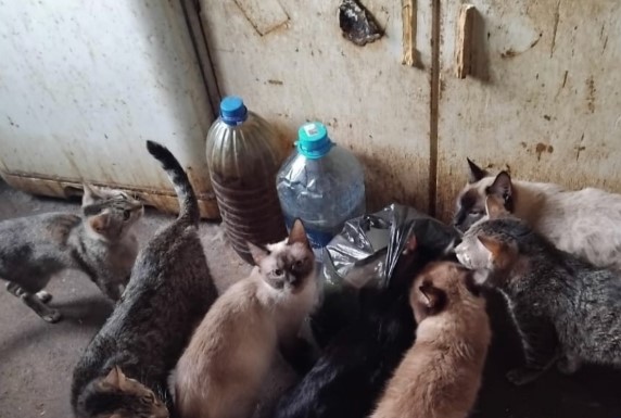 Липкий пол и моча с фекалиями: в квартире на Урале обнаружили около 100 кошек | В одной из квартир Нижнего Тагила нашли 100 кошек 