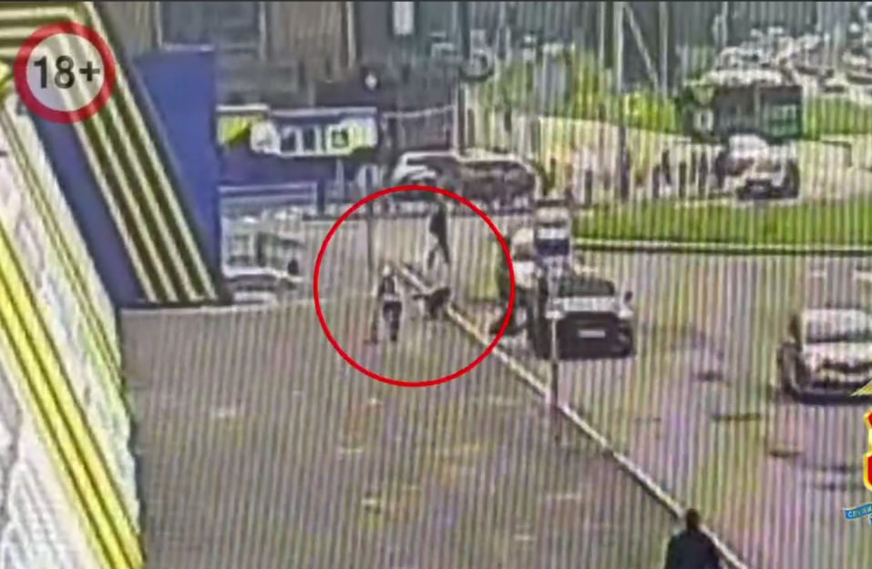 Подросток попал под машину в Екатеринбурге, спасаясь от собаки. Видео  | В Екатеринбурге подросток спасался от собаки и попал под машину 