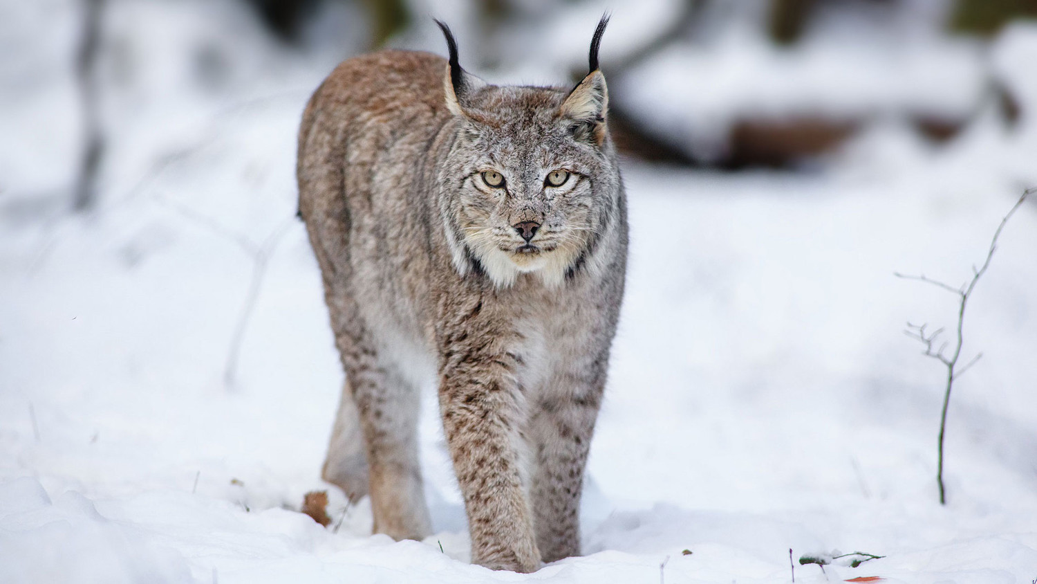 По секретному городу Новоуральску гуляет рысь По секретному городу Новоуральску гуляет рысь