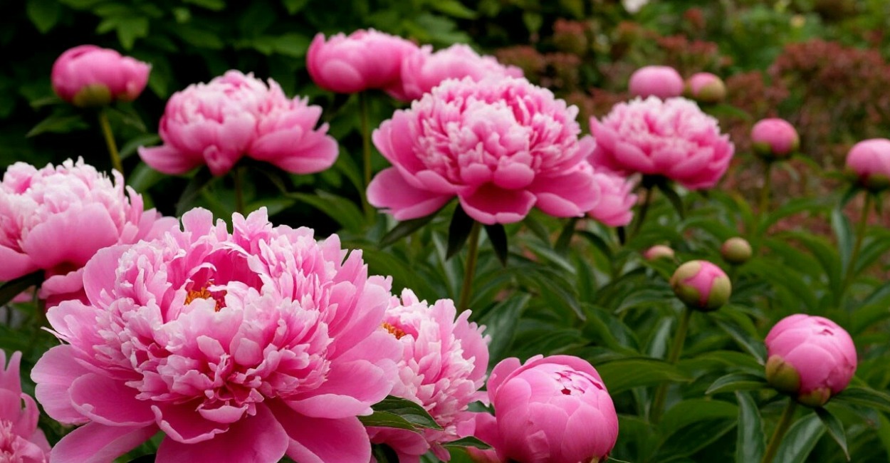 Бархатцы — отдыхают: сажаю эти 5 многолетников — пышно цветут все лето без хлопот