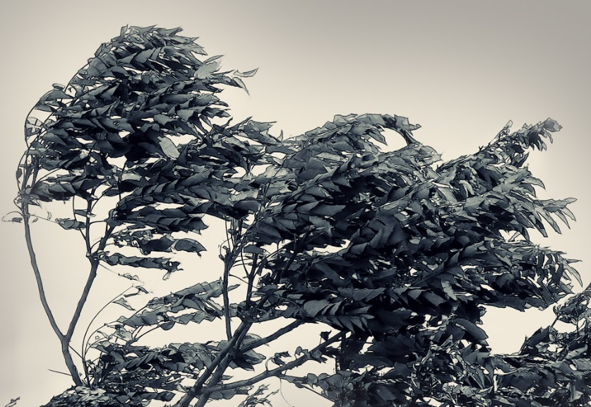 Свердловчан предупредили о сильном ветре