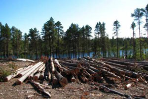 Директор Билимбаевского лесничества получил условный срок за незаконную вырубку Директор Билимбаевского лесничества получил условный срок за незаконную вырубку