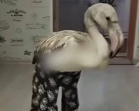 Из Югры в Екатеринбург перевезли фламинго в штанах | Ставшего знаменитым фламинго доставили в зоопарк Екатеринбурга