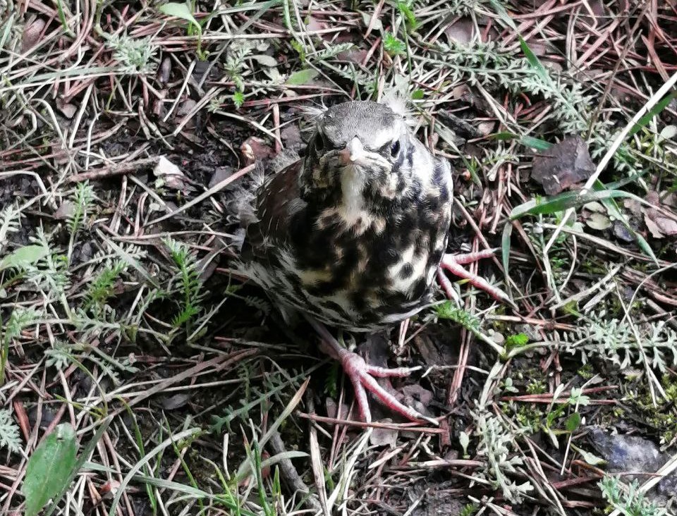 «От птенцов просто отойдите!» – настоятельно рекомендуют туристам в нацпарке «Таганай» | В нацпарке «Таганай» объяснили, что делать при встрече с птенцами 