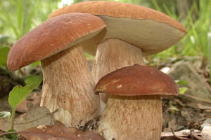 Грибники блуждали по лесу 65 километров Грибники блуждали по лесу 65 километров