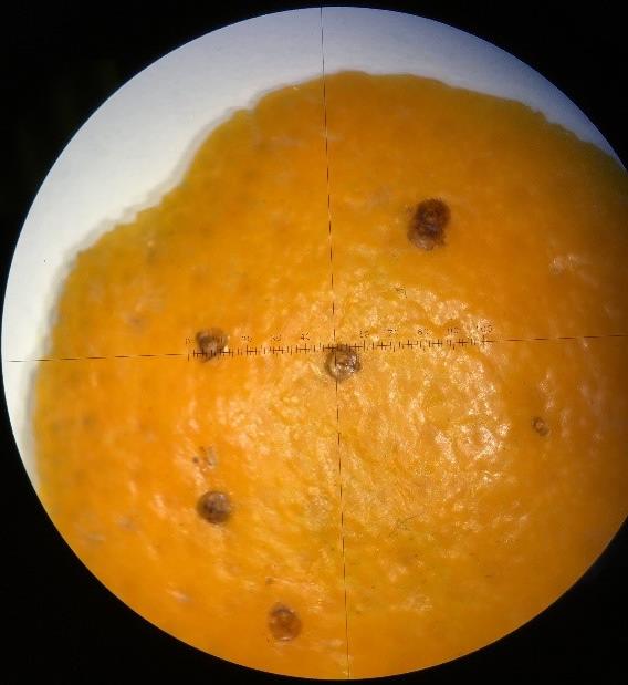 В Свердловскую область ввезли зараженные пакистанские мандарины