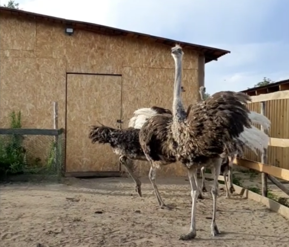 На Урале закрыли уникальную страусиную ферму