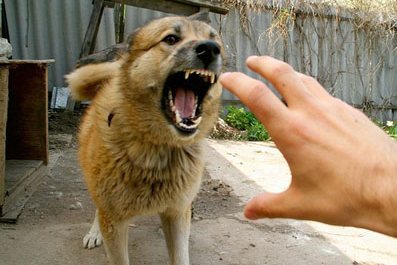 Шок — это по-челябински! В подъезде жилого дома прижилась бешеная собака Шок — это по-челябински! В подъезде жилого дома прижилась бешеная собака