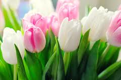 Дмитрий Медведев поздравил россиянок через микроблог