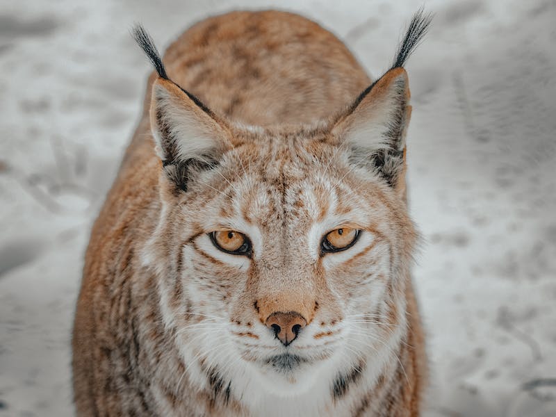 На Урале жители обнаружили рысь на дворовой территории
