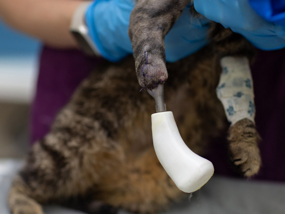 Бездомная кошка из Перми обрела титановый протез вместо утерянной лапки | В Перми кошке, потерявшей лапку, установили титановый протез 