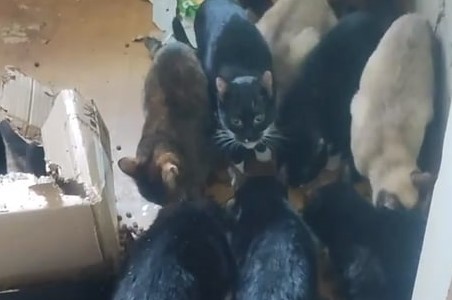 «Упитанные, ласковые» — в Алапаевске умершая женщина оставила после себя хвостатое наследство  | В квартире умершей жительницы Алапаевска обнаружили 15 кошек 