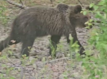 Глава уральского района повстречал медведя на дороге | Уральский мэр встретился с медведем на дороге