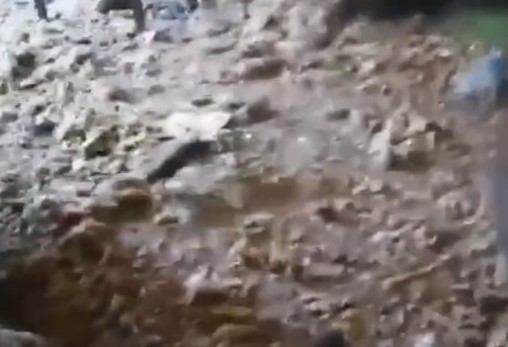 «Это мангусты» — старушка из Озёрска развела в квартире огромных крыс  | Пожилая челябинка развела в своей квартире полчища крыс 