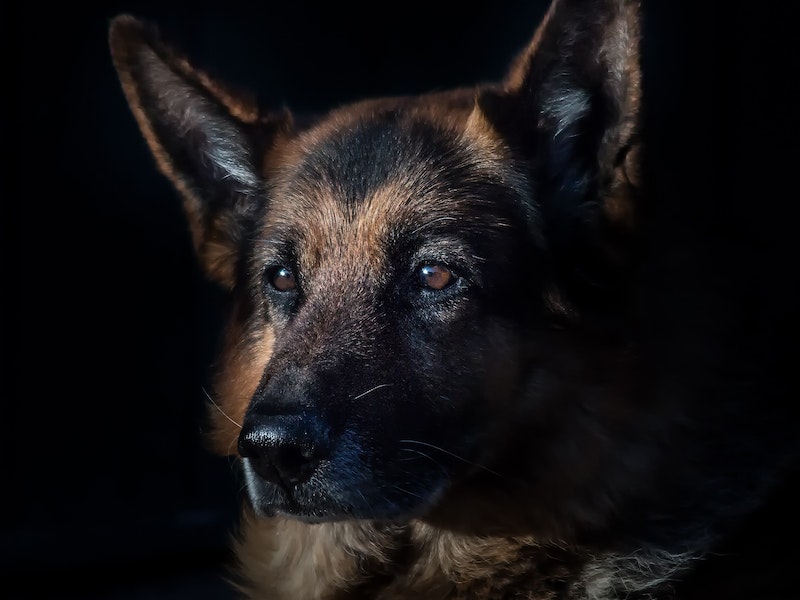 В Челябинске собаки разорвали кошку  | Собаки разодрали кошку в Челябинске 