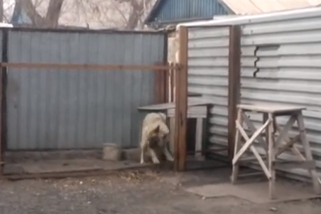 Пес-меломан танцует под западный хит. «А это где? В Караганде!»