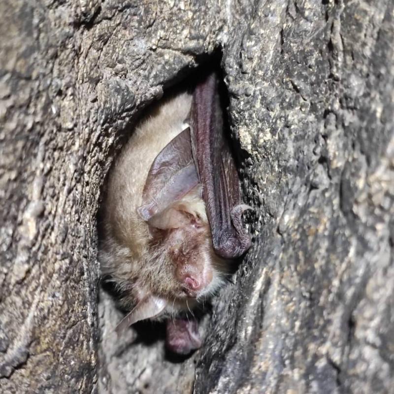 В Свердловской области ученые обнаружили редких летучих мышей в карстовых пещерах | В пещерах Свердловской области нашли редких летучих мышей В Свердловской области ученые обнаружили редких летучих мышей в карстовых пещерах | В пещерах Свердловской области нашли редких летучих мышей