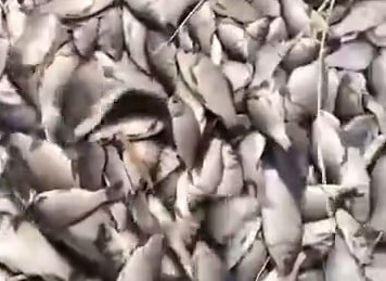 В Курганской области массово погибла рыба | В Зауралье отмечена массовая гибель рыбы В Курганской области массово погибла рыба | В Зауралье отмечена массовая гибель рыбы