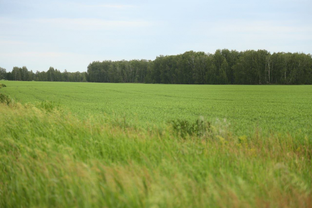 Глава Зауралья объявил об окончании посевной | В Курганской области завершилась посевная кампания