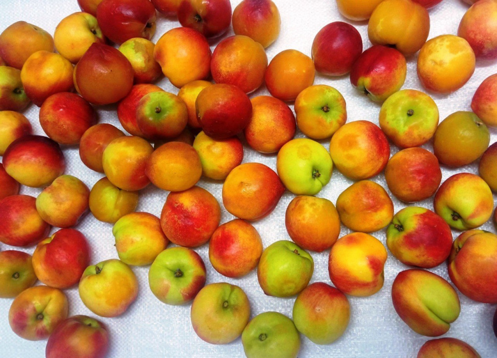 В Свердловской области изъяли 20 тонн заражённых нектаринов  | На Урале пресекли оборот 20 тонн заражённых нектаринов 