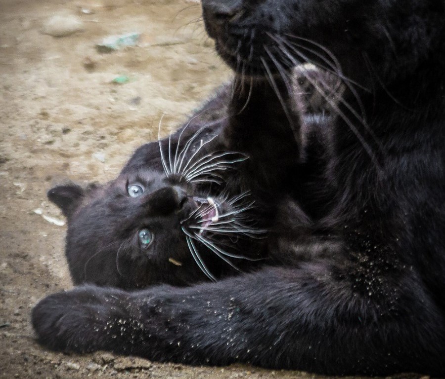 Чёрная пантера появилась на свет в Екатеринбургском зоопарке  | В зоопарке Екатеринбурга родилась чёрная пантера 