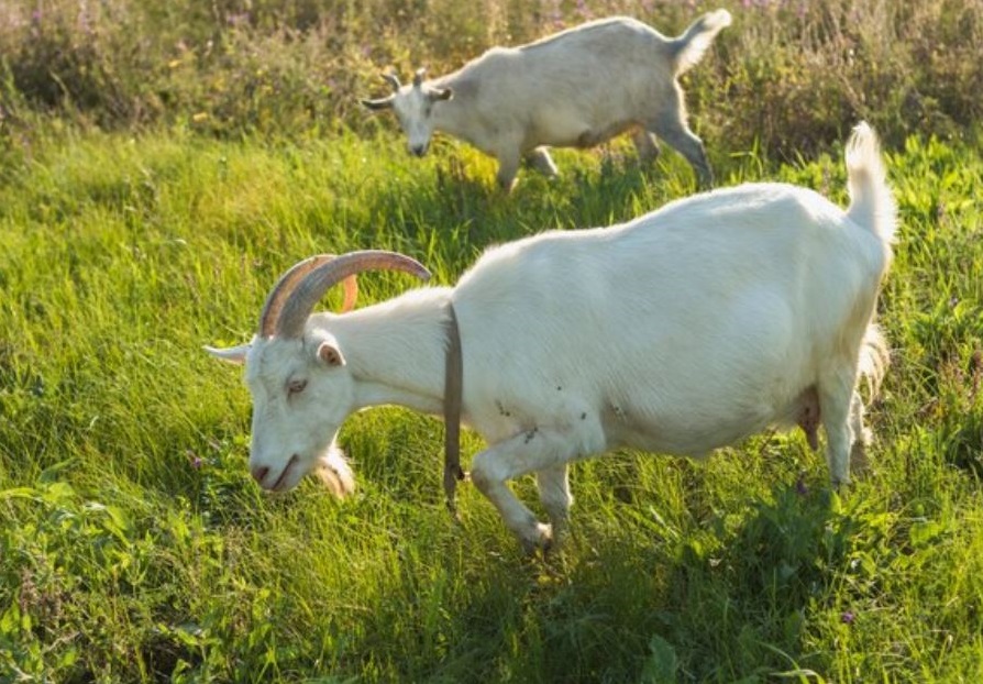 «Просит помощи»: в Каменске-Уральском работники школы вынуждены доить козу алкоголиков  | На Урале сотрудники школы помогают козе