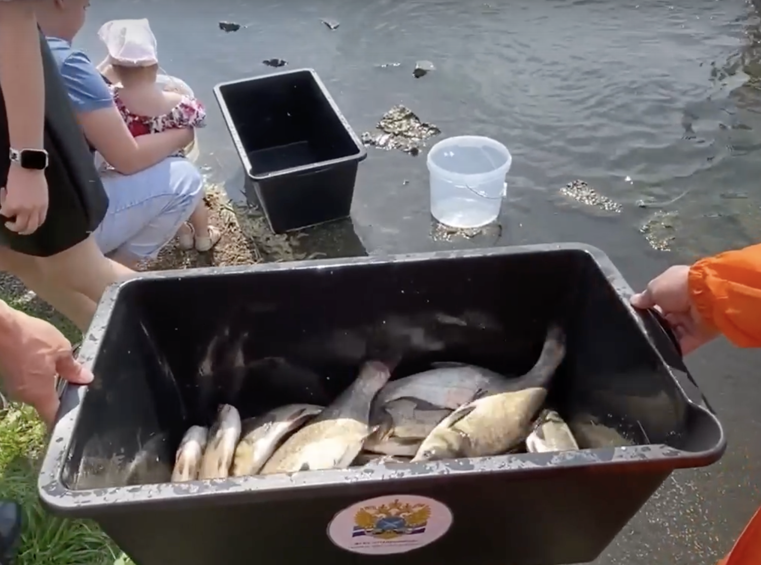 Зарыбление городского пруда в Нижнем Тагиле - Шаг к экологическому совершенствованию Зарыбление городского пруда в Нижнем Тагиле - Шаг к экологическому совершенствованию
